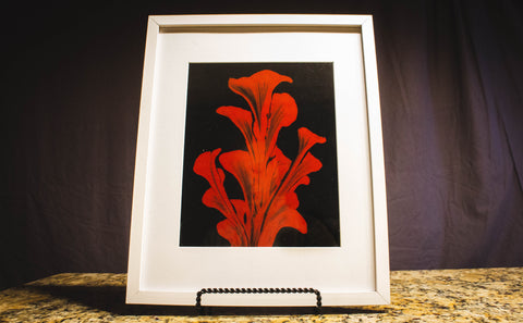 Vicky Bauman: Framed Red Lily on Black Background (#103)